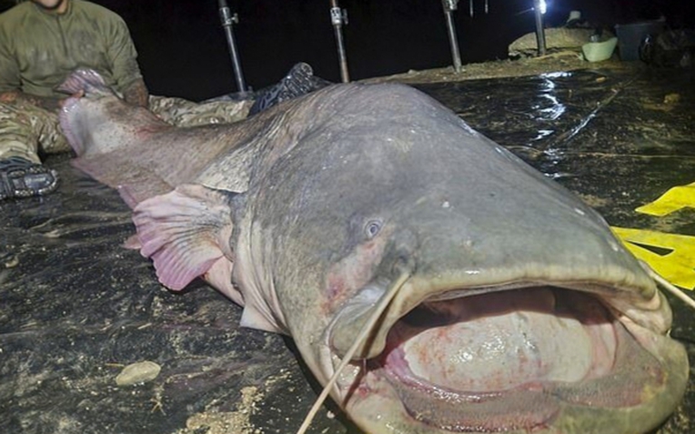 Người đàn ông câu được con cá trê khổng lồ nặng 117kg, dài gần 3m- Ảnh 1.