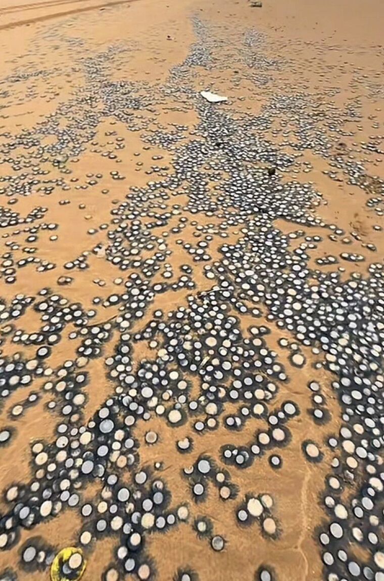 Phát hiện kho báu đồng xu rải rác trên bãi biển: Sự thật đằng sau 