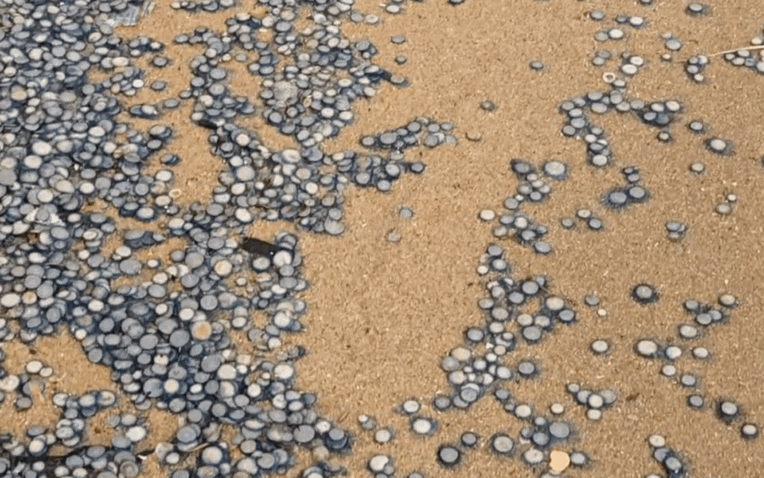 Phát hiện kho báu đồng xu rải rác trên bãi biển: Sự thật đằng sau 