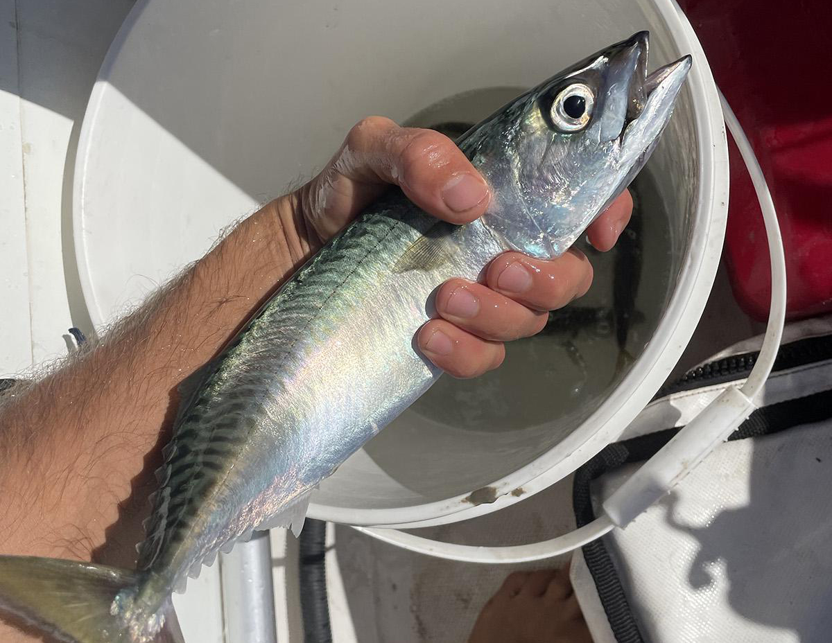 5 loại cá tốt nhất cho làn da và vóc dáng: Ăn vào vừa khỏe còn không lo BÉO- Ảnh 2.