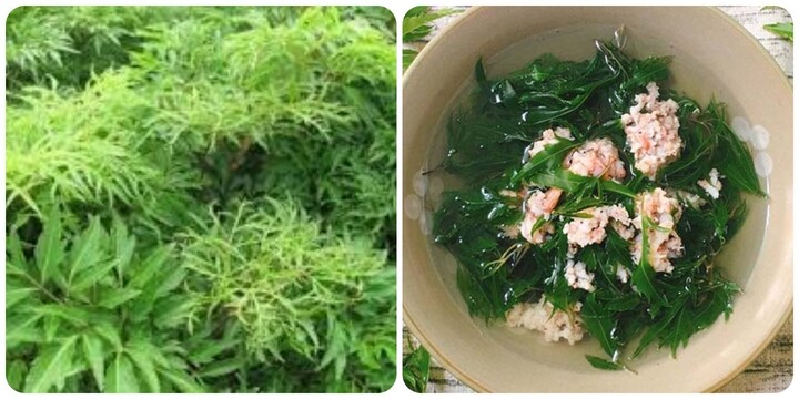 Bài Thuốc Chữa Bệnh Từ Cây Đinh Lăng- Ảnh 1. Bài Thuốc Chữa Bệnh Từ Cây Đinh Lăng- Ảnh 1.