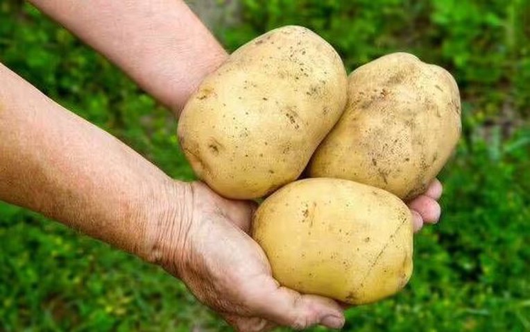 Khoai tây tươi ngon suốt nhiều tháng nếu được rắc thứ này lên trên- Ảnh 1.