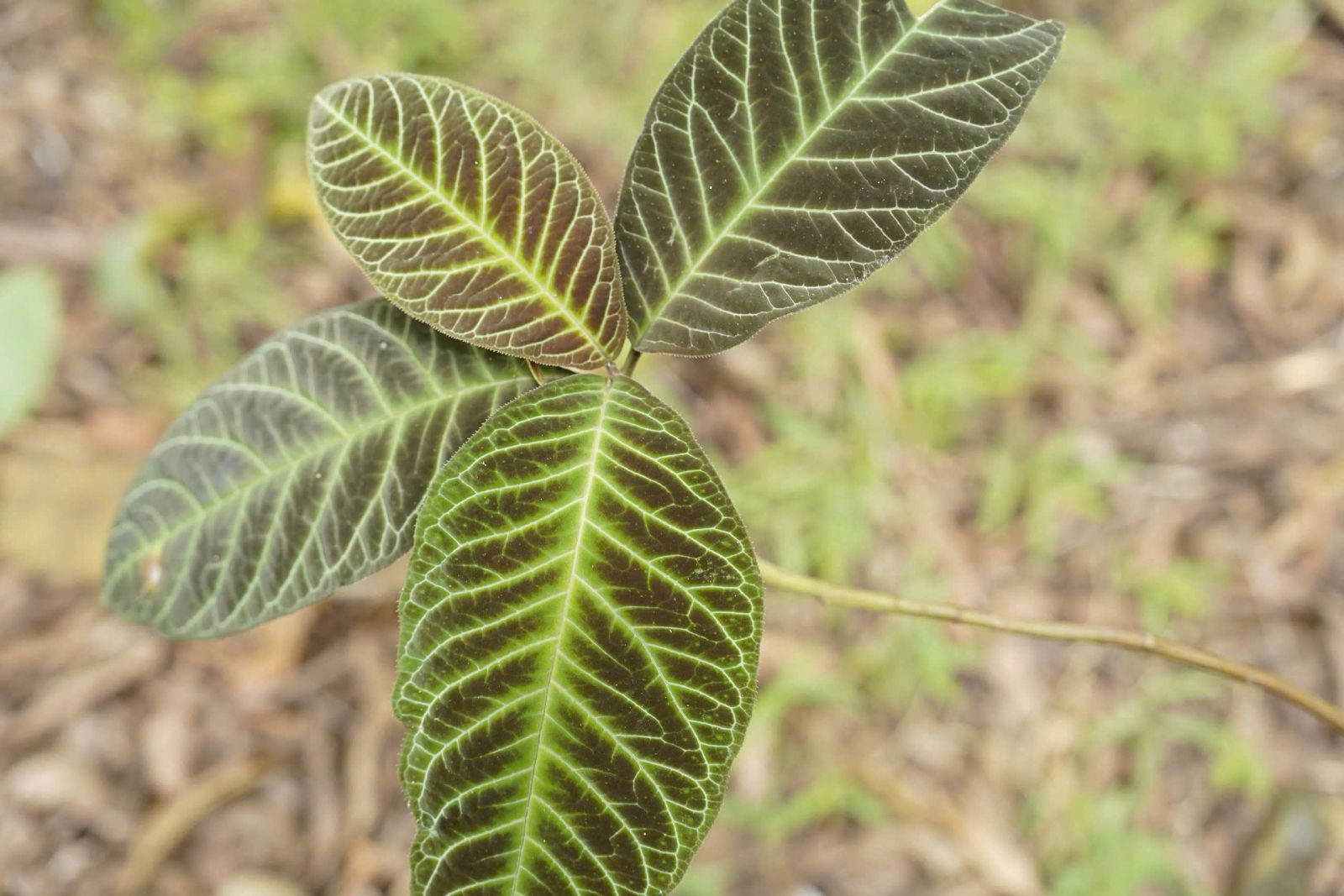Bí mật cách trồng loài dược liệu quý ở Lào Cai, giúp người dân “hái ra tiền” mỗi năm- Ảnh 1.