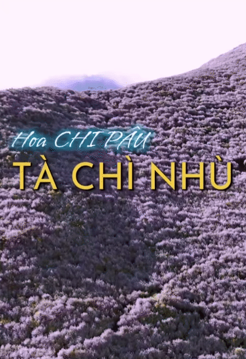 Chinh phục "thiên đường mây" Tà Chì Nhù mùa hoa chi pâu, chiêm ngưỡng vẻ đẹp tinh khôi của núi rừng Tây Bắc- Ảnh 3. Chinh phục "thiên đường mây" Tà Chì Nhù mùa hoa chi pâu, chiêm ngưỡng vẻ đẹp tinh khôi của núi rừng Tây Bắc- Ảnh 3.