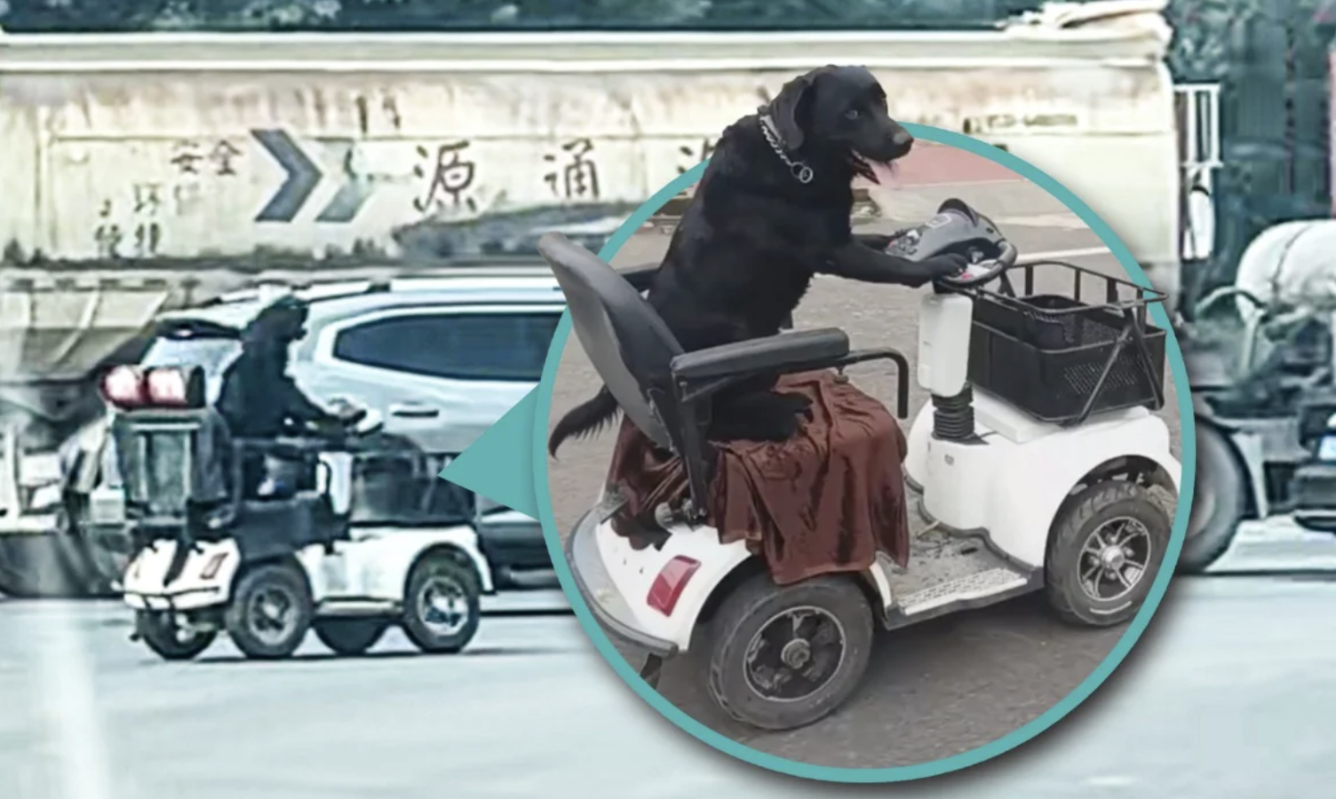 Trung Quốc: Chú chó “biết lái xe”, trượt ván, đổ rác gây sốt MXH, cảnh sát phải can thiệp vì lý do an toàn- Ảnh 3. Trung Quốc: Chú chó “biết lái xe”, trượt ván, đổ rác gây sốt MXH, cảnh sát phải can thiệp vì lý do an toàn- Ảnh 3.