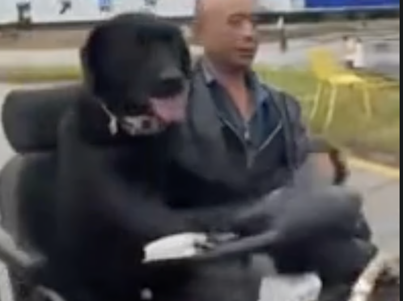 Trung Quốc: Chú chó “biết lái xe”, trượt ván, đổ rác gây sốt MXH, cảnh sát phải can thiệp vì lý do an toàn- Ảnh 2. Trung Quốc: Chú chó “biết lái xe”, trượt ván, đổ rác gây sốt MXH, cảnh sát phải can thiệp vì lý do an toàn- Ảnh 2.