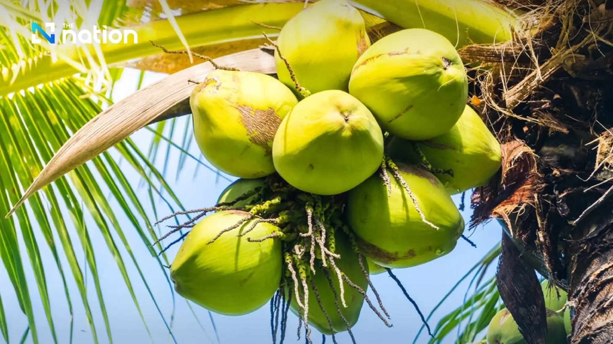 Sau sầu riêng, thêm một 'sản vật' của Việt Nam trở thành đối thủ lớn của Thái Lan: Sản lượng hơn 2 triệu tấn/năm, nước ta là ông lớn thứ 7 thế giới- Ảnh 2.