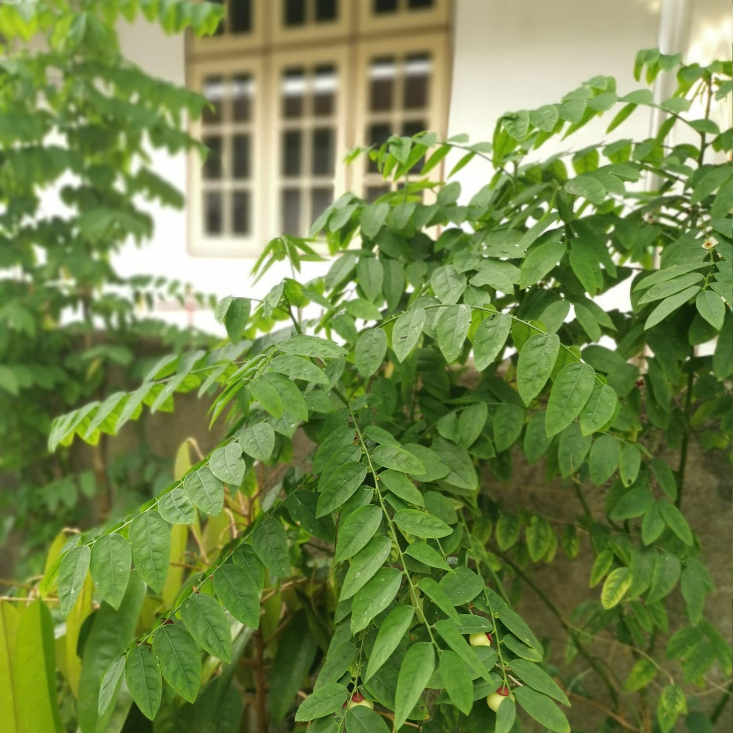 Tưởng thịt bò là “vua” sắt, hóa ra vẫn thua loại rau người Việt trồng đầy góc vườn: Hạ huyết áp, giải độc- Ảnh 2.