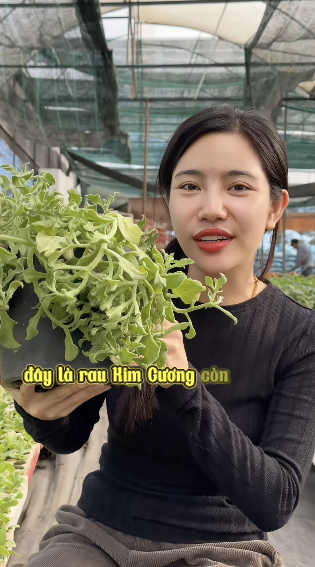 Sự thật về rau xà lách giá 300k/kg, vị mặn như muối đang được săn lùng nhất Việt Nam- Ảnh 1.