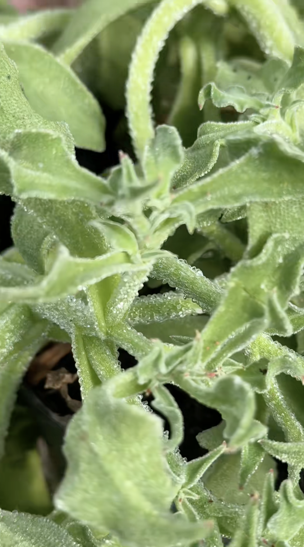 Sự thật về rau xà lách giá 300k/kg, vị mặn như muối đang được săn lùng nhất Việt Nam- Ảnh 4.