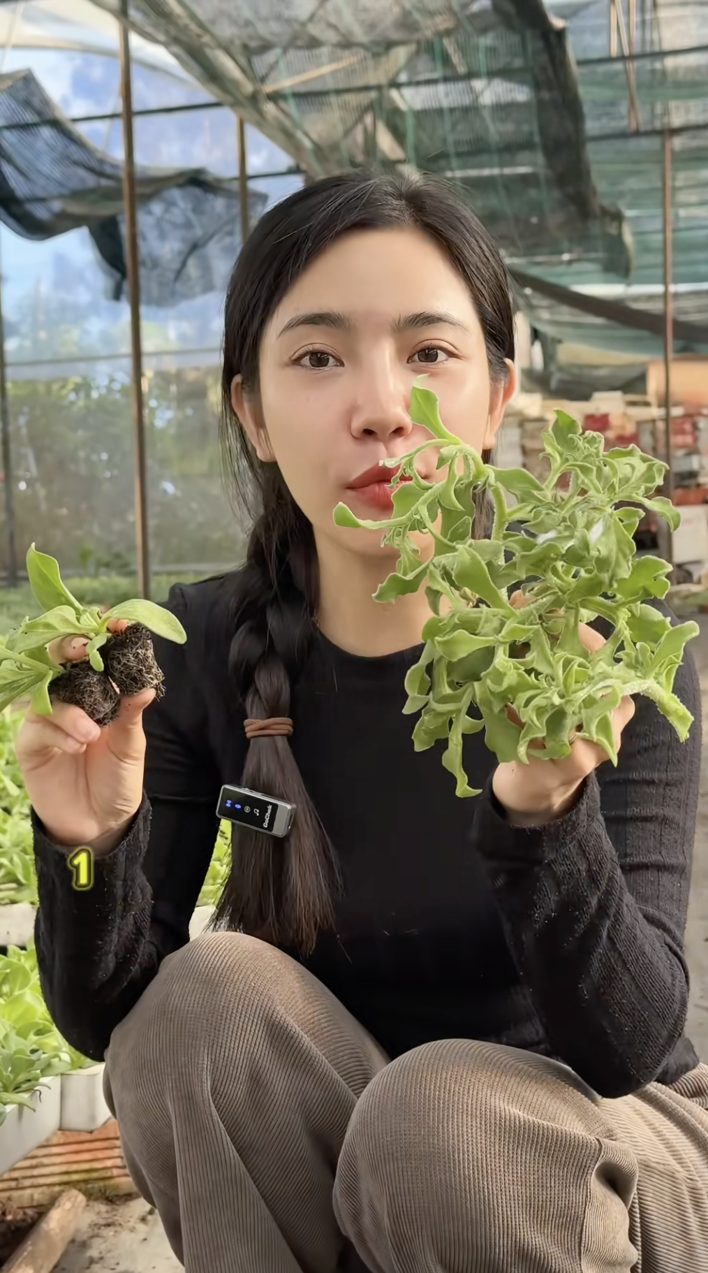 Sự thật về rau xà lách giá 300k/kg, vị mặn như muối đang được săn lùng nhất Việt Nam- Ảnh 5.