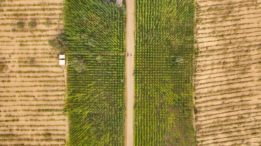 T&acirc;n Cương (Trung Quốc): Sa mạc cằn cỗi trở th&agrave;nh 'l&aacute; phổi xanh'- Ảnh 1.