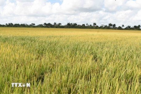 Một kỳ tích "made by Vietnam" xuất hiện, Cuba đặt mục tiêu lớn trong năm 2026- Ảnh 1. Một kỳ tích "made by Vietnam" xuất hiện, Cuba đặt mục tiêu lớn trong năm 2026- Ảnh 1.