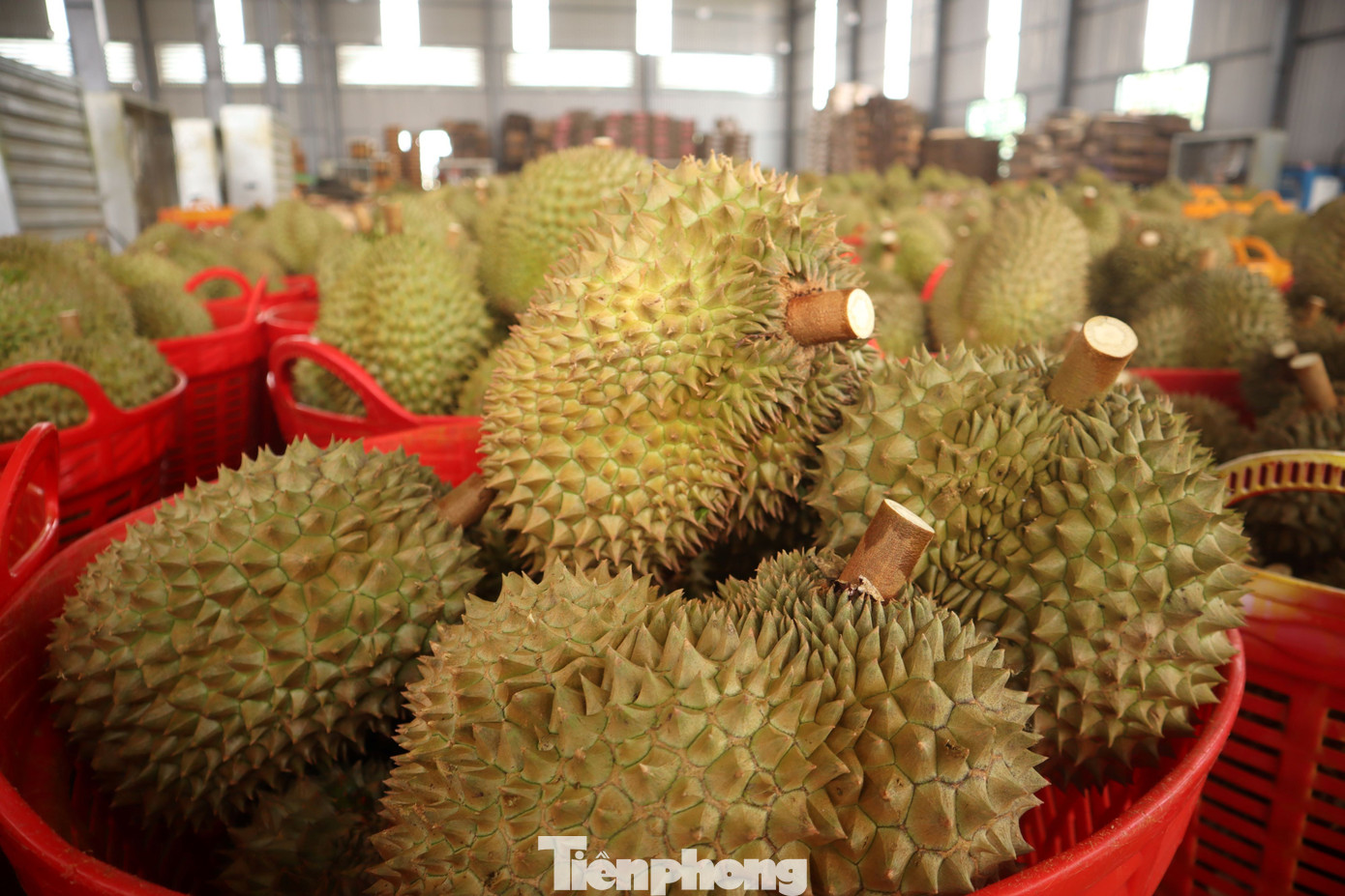 Tin mới về sầu riêng Đắk Lắk sau ‘cú sốc’ tắc gần 2.000 container- Ảnh 2. Tin mới về sầu riêng Đắk Lắk sau ‘cú sốc’ tắc gần 2.000 container- Ảnh 2.