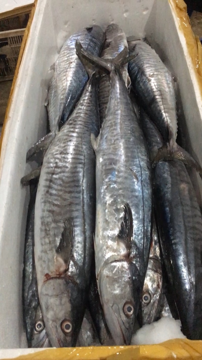 3 Loại Cá 3 Loại Cá