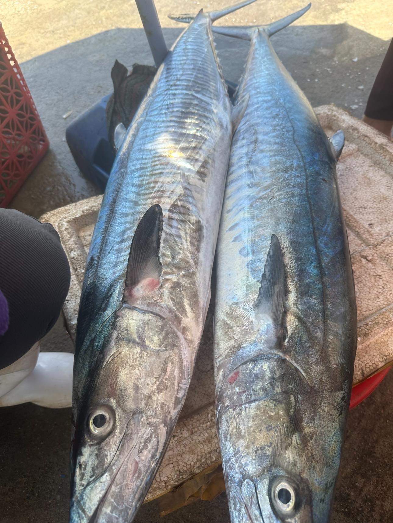 3 Loại Cá 3 Loại Cá