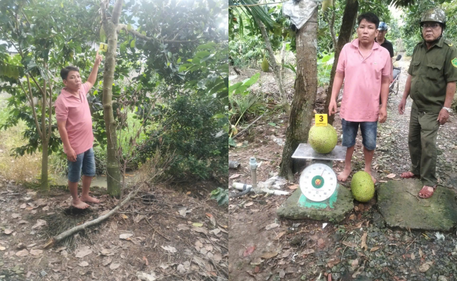 Người đàn ông bị khởi tố vì trộm 2 quả mít có giá 387.000 đồng: Tình huống "gây bão" MXH- Ảnh 1.