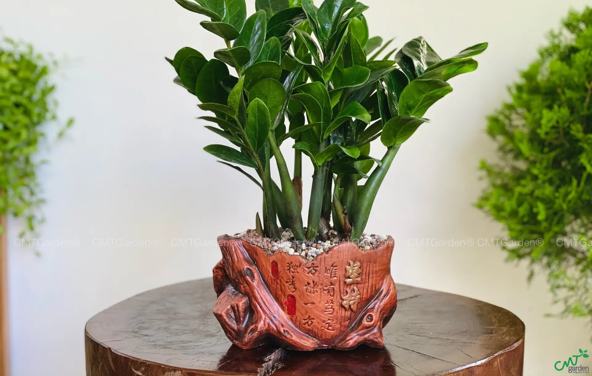 Nh&agrave; gi&agrave;u th&iacute;ch trồng 5 c&acirc;y n&agrave;y: H&uacute;t lộc như v&ograve;i rồng, con ch&aacute;u cũng thơm l&acirc;y- Ảnh 2.