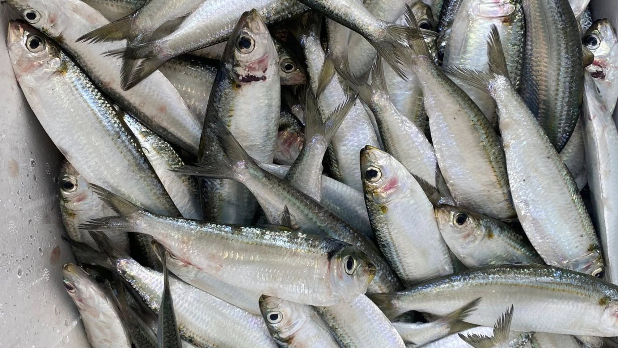 3 Loại Cá 3 Loại Cá