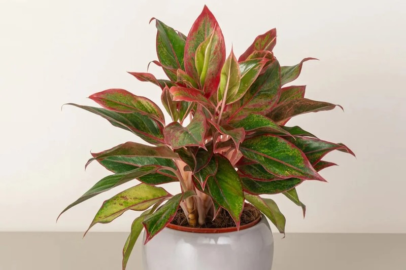 Nh&agrave; gi&agrave;u th&iacute;ch trồng 5 c&acirc;y n&agrave;y: H&uacute;t lộc như v&ograve;i rồng, con ch&aacute;u cũng thơm l&acirc;y- Ảnh 4.