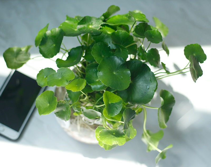 Nh&agrave; gi&agrave;u th&iacute;ch trồng 5 c&acirc;y n&agrave;y: H&uacute;t lộc như v&ograve;i rồng, con ch&aacute;u cũng thơm l&acirc;y- Ảnh 3.