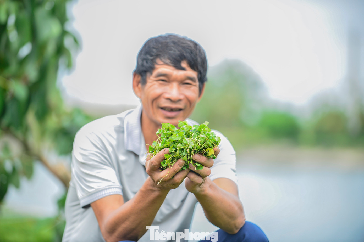 Nông dân Thanh Hóa giàu lên nhờ rau má- Ảnh 11. Nông dân Thanh Hóa giàu lên nhờ rau má- Ảnh 11.