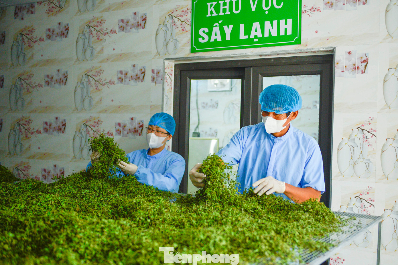 Nông dân Thanh Hóa giàu lên nhờ rau má- Ảnh 7. Nông dân Thanh Hóa giàu lên nhờ rau má- Ảnh 7.