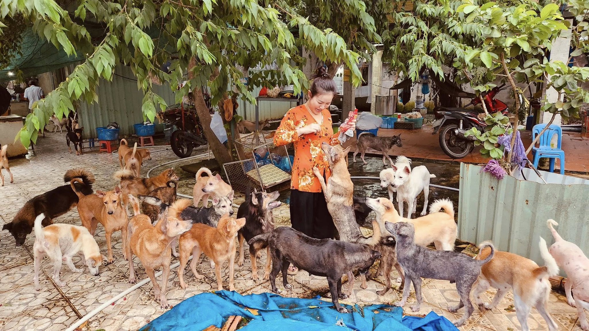 Nữ nghệ sĩ sở hữu biệt thự 30 tỷ ở Đà Lạt, chọn sống độc thân tới già, nuôi hơn 400 con chó hoang- Ảnh 9. Nữ nghệ sĩ sở hữu biệt thự 30 tỷ ở Đà Lạt, chọn sống độc thân tới già, nuôi hơn 400 con chó hoang- Ảnh 9.