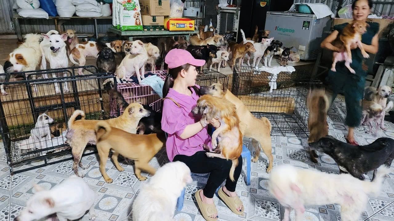 Nữ nghệ sĩ sở hữu biệt thự 30 tỷ ở Đà Lạt, chọn sống độc thân tới già, nuôi hơn 400 con chó hoang- Ảnh 10. Nữ nghệ sĩ sở hữu biệt thự 30 tỷ ở Đà Lạt, chọn sống độc thân tới già, nuôi hơn 400 con chó hoang- Ảnh 10.