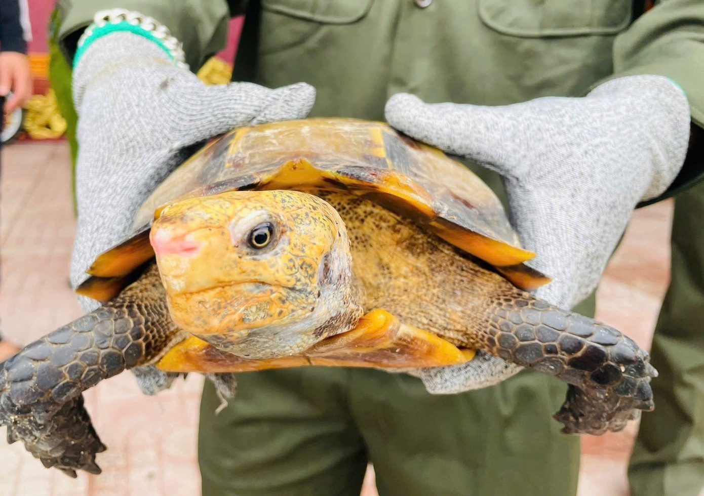 Hai cá thể rùa quý hiếm được phát hiện trong khuôn viên ngôi đền- Ảnh 3.
