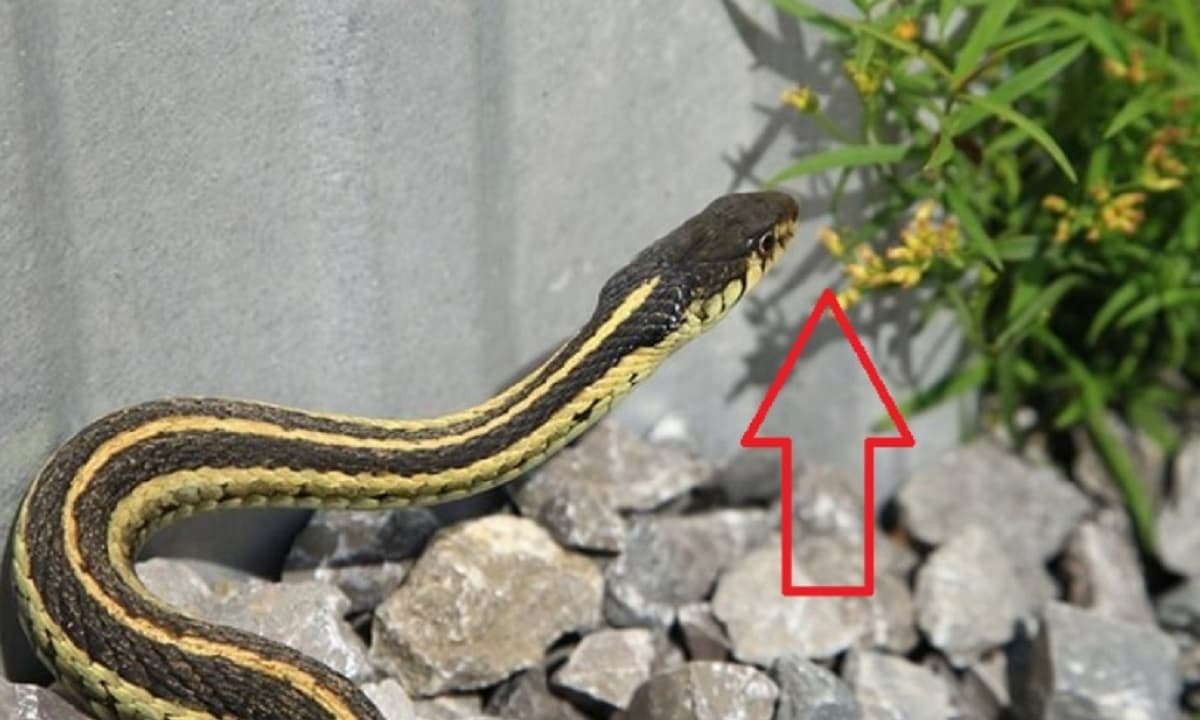 3 cây hoa khiến rắn sợ run bần bật- Ảnh 1. 3 cây hoa khiến rắn sợ run bần bật- Ảnh 1.