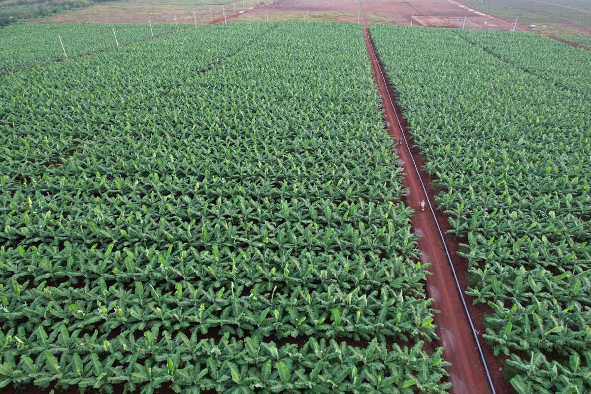 “Kho báu” giữa đại ngàn Tam đảo được mệnh danh là “đệ nhất vương giả”: Chỉ Việt Nam có- Ảnh 2.