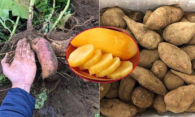 Đặc sản lạ lên sàn bán hơn 300 tấn trong 2 tháng - người dân thu nhập hàng chục triệu đồng- Ảnh 1.