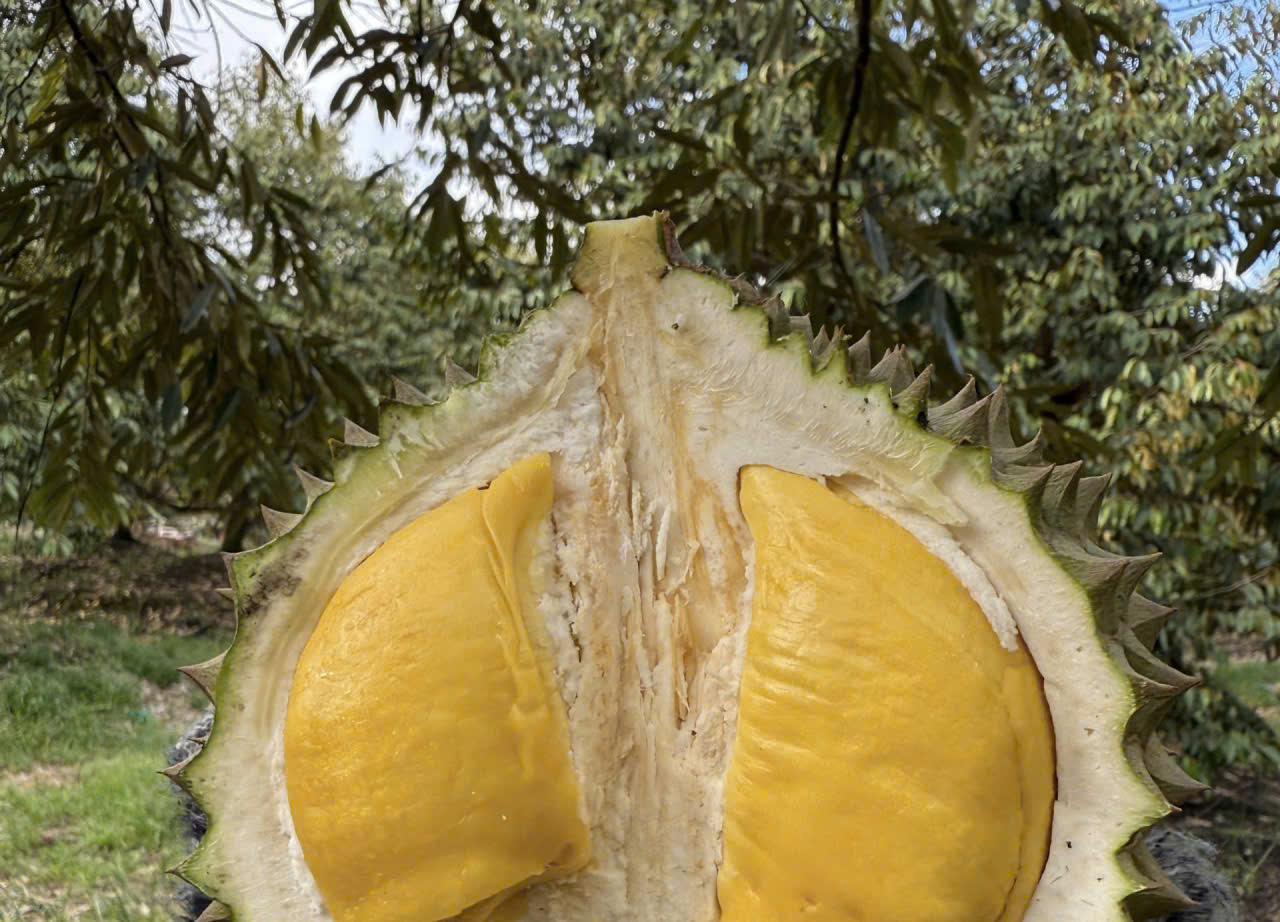 Quê hương của Musang King nhập khẩu sầu riêng Việt Nam để tiêu thụ nội địa- Ảnh 1. Quê hương của Musang King nhập khẩu sầu riêng Việt Nam để tiêu thụ nội địa- Ảnh 1.