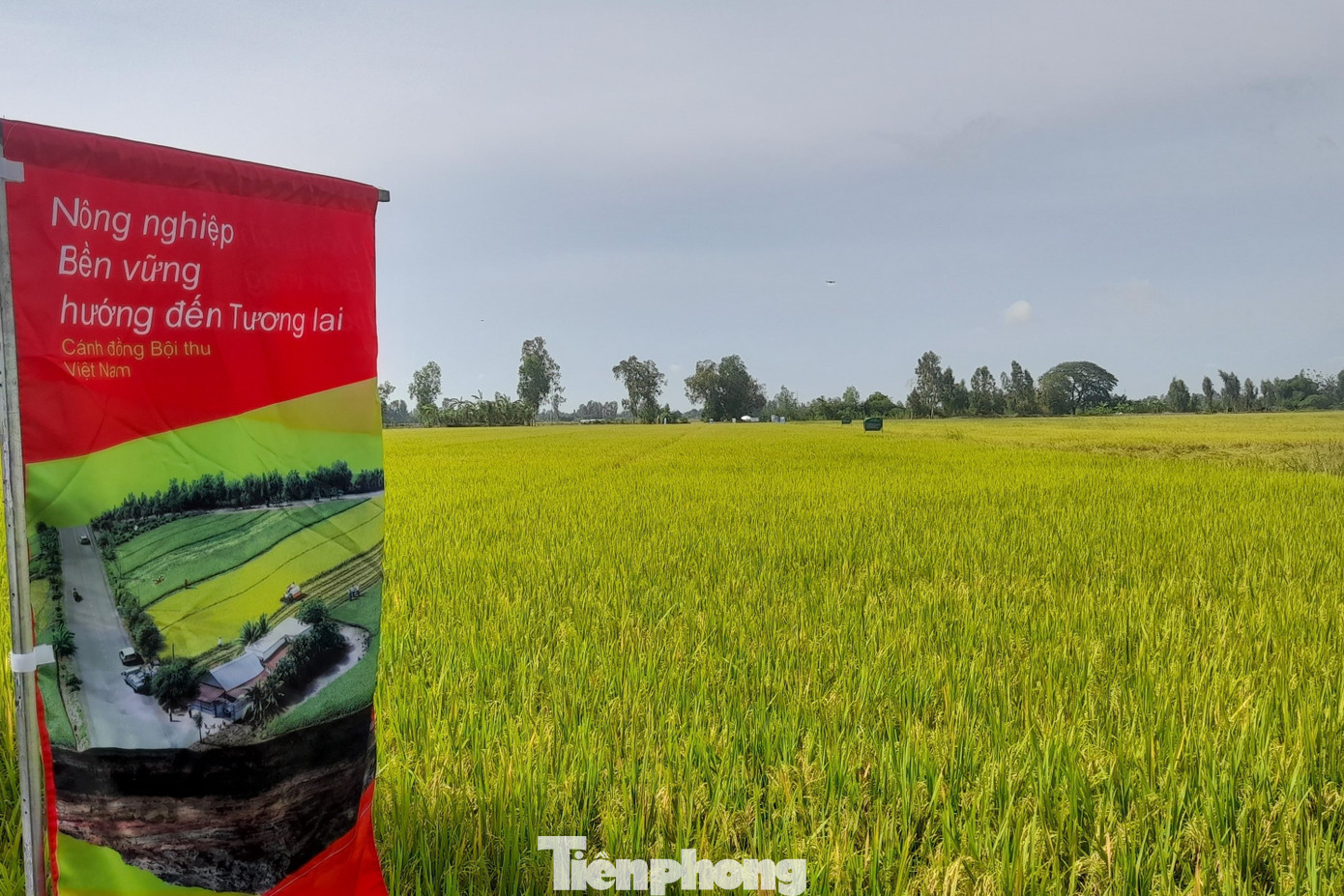 Cần Thơ thúc đẩy '1 triệu ha lúa xanh': Hướng tới nền nông nghiệp không đánh đổi môi trường- Ảnh 6.