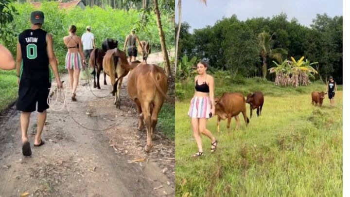 Clip du khách Tây mỗi người chăn một con bò khiến dân mạng thích thú- Ảnh 1. Clip du khách Tây mỗi người chăn một con bò khiến dân mạng thích thú- Ảnh 1.
