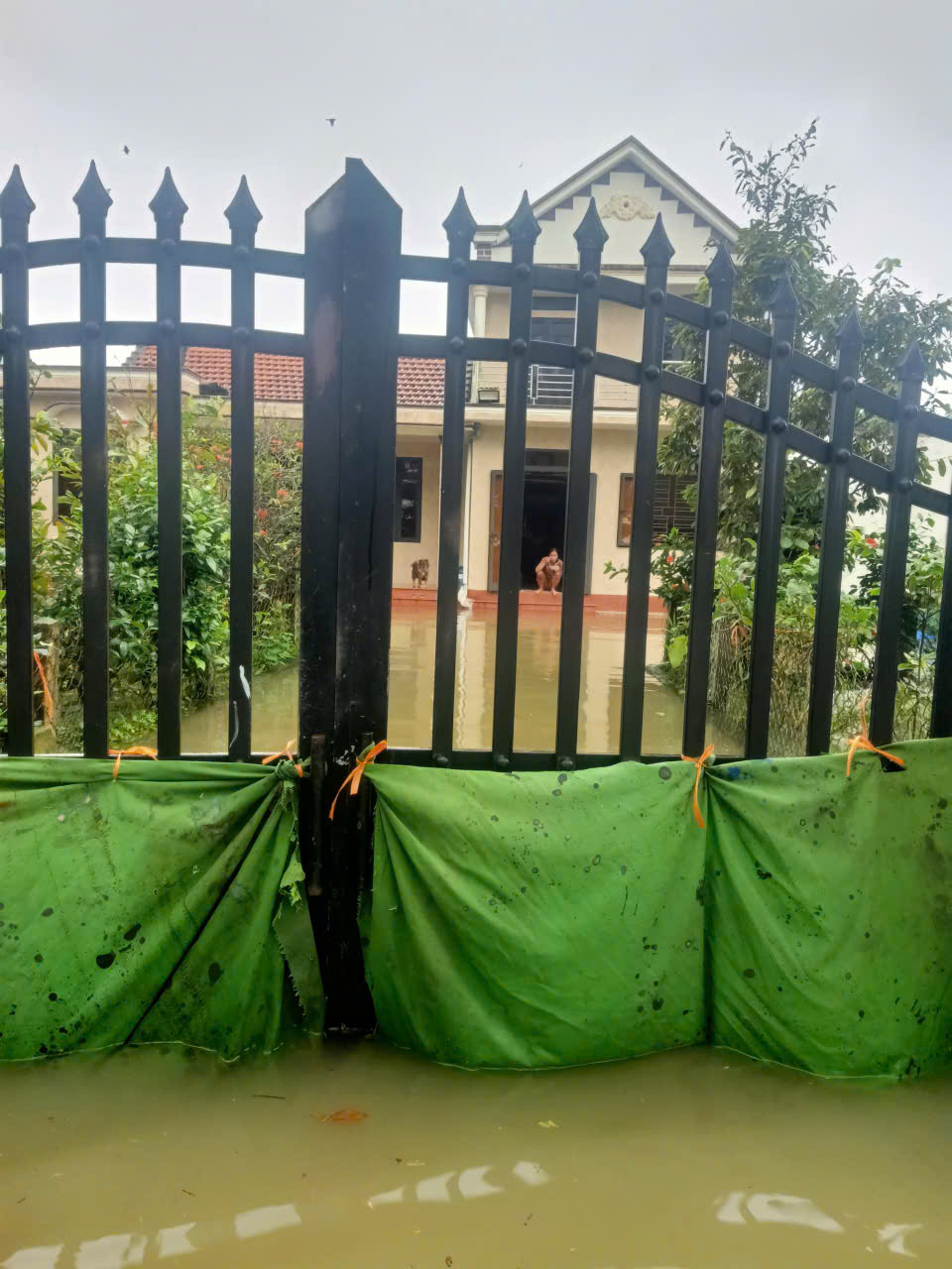 Quảng Trị: Một xã có 570 nhà bị ngập lụt, dân phải dùng ghe đưa quan tài đến nơi cao ráo- Ảnh 8. Quảng Trị: Một xã có 570 nhà bị ngập lụt, dân phải dùng ghe đưa quan tài đến nơi cao ráo- Ảnh 8.