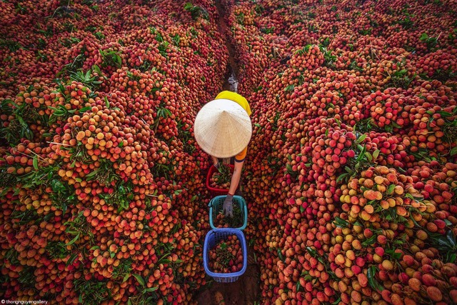 Không phải sầu riêng, một báu vật triệu đô của Việt Nam khiến Trung Quốc, Mỹ mê mẩn: Xuất khẩu tăng khủng hơn 5.000%, sản lượng đạt 300.000 tấn - Ảnh 1.