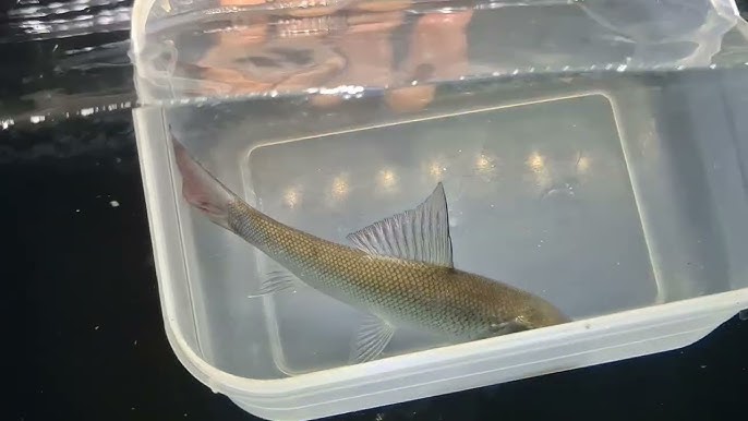 “Viên ngọc” quý thế giới chỉ Việt Nam có, nguy cơ tuyệt chủng trong tự nhiên- Ảnh 2.