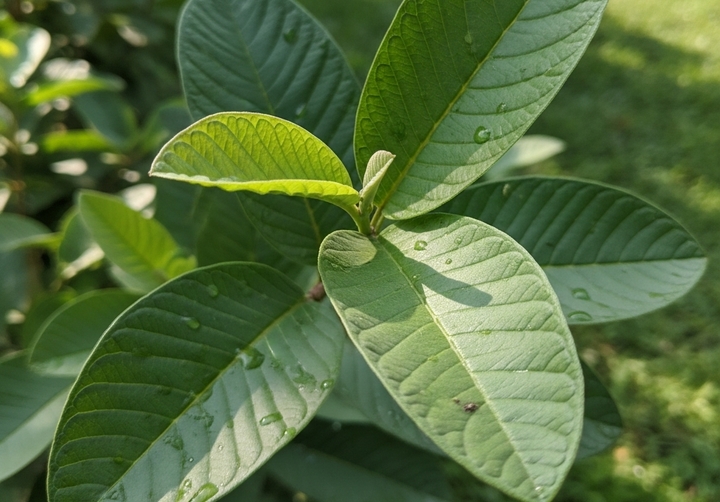 Loại lá rẻ tiền ở Việt Nam giúp hạ đường huyết, trị mụn, bảo vệ gan- Ảnh 1.