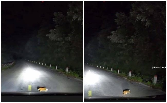 Bắt gặp cá thể đáng yêu chạy qua đường, cô gái không ngờ đó là động vật nguy cấp, quý hiếm- Ảnh 1. Bắt gặp cá thể đáng yêu chạy qua đường, cô gái không ngờ đó là động vật nguy cấp, quý hiếm- Ảnh 1.