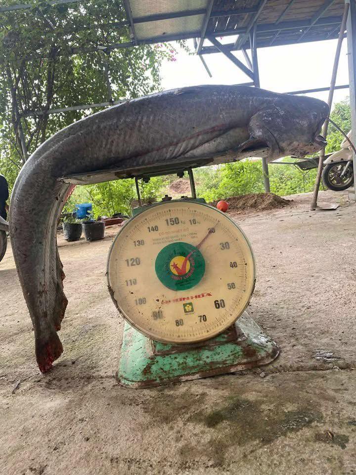 Sự thật vụ người d&acirc;n c&acirc;u được c&aacute; lạ 32 kg ở s&ocirc;ng Hồng, chủ qu&aacute;n trả gi&aacute; 10 triệu đồng- Ảnh 2.