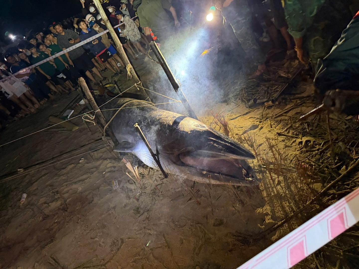 Cá ông dạt vào bờ biển là điềm tốt hay xấu? Ngư dân 40 năm đưa ra giải thích- Ảnh 2. Cá ông dạt vào bờ biển là điềm tốt hay xấu? Ngư dân 40 năm đưa ra giải thích- Ảnh 2.