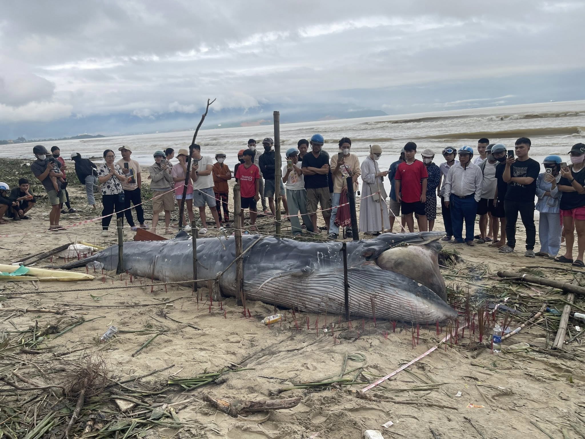 Cá ông dạt vào bờ biển là điềm tốt hay xấu? Ngư dân 40 năm đưa ra giải thích- Ảnh 5. Cá ông dạt vào bờ biển là điềm tốt hay xấu? Ngư dân 40 năm đưa ra giải thích- Ảnh 5.