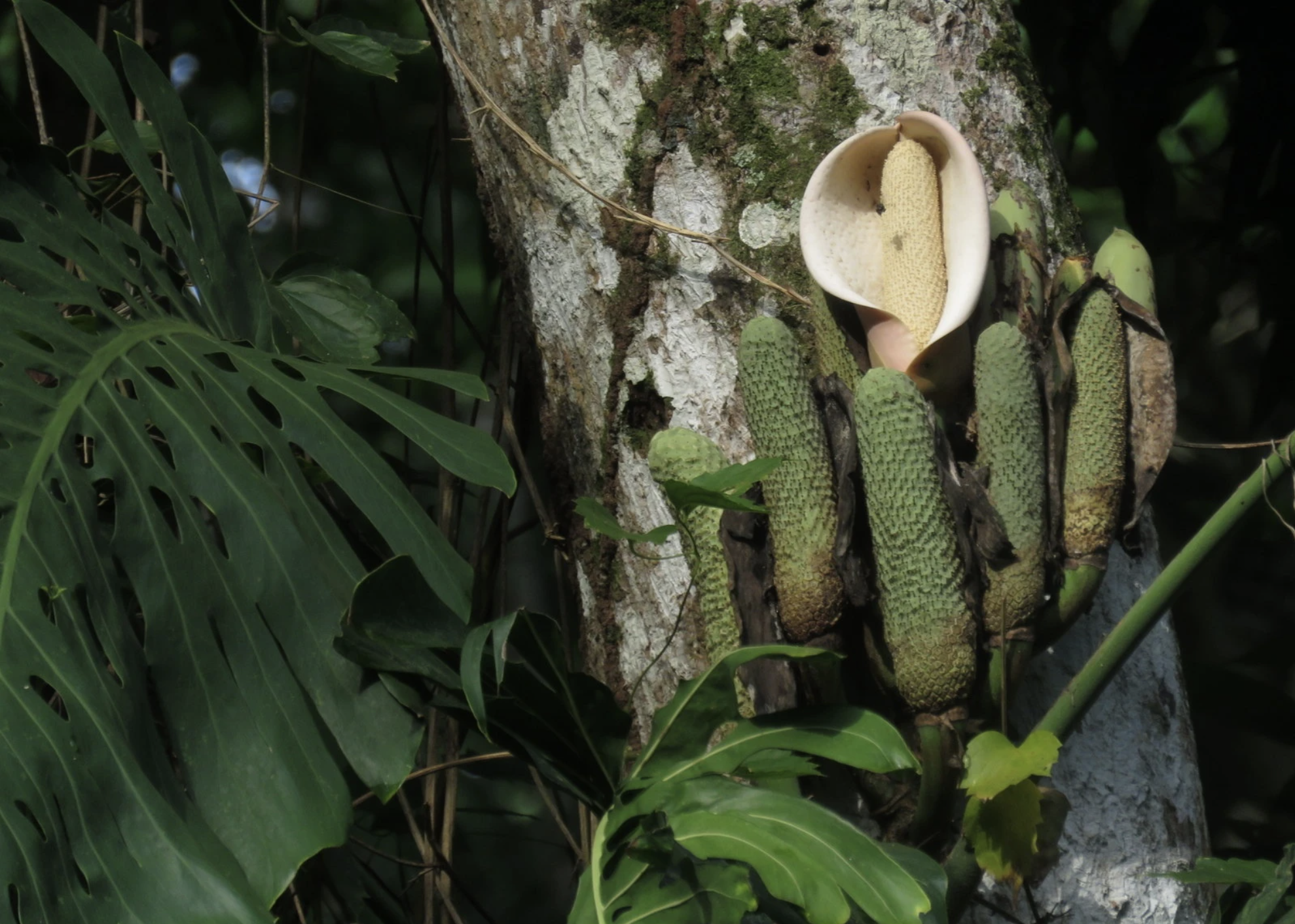 Loại quả nh&igrave;n như tổ ong, phải chờ 7 năm mới được ăn: Nh&agrave; gi&agrave;u trồng l&agrave;m cảnh, TikToker d&ugrave;ng để... mukbang- Ảnh 1.