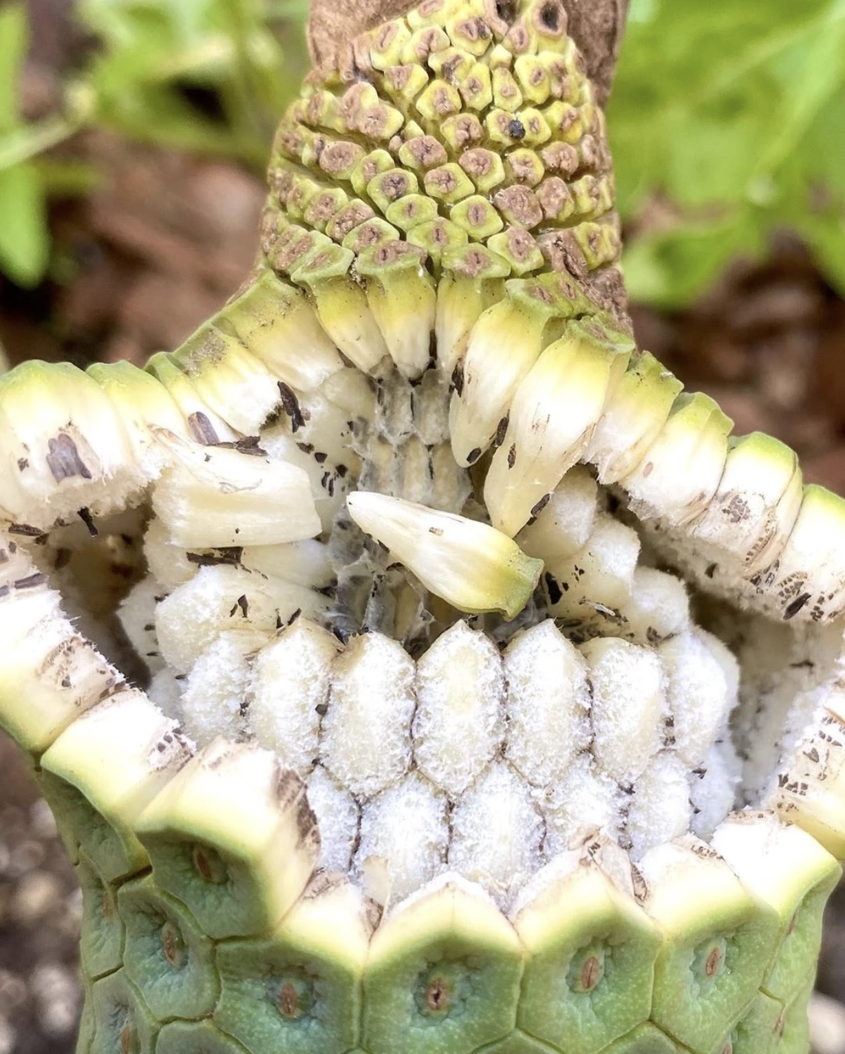 Loại quả nh&igrave;n như tổ ong, phải chờ 7 năm mới được ăn: Nh&agrave; gi&agrave;u trồng l&agrave;m cảnh, TikToker d&ugrave;ng để... mukbang- Ảnh 4.