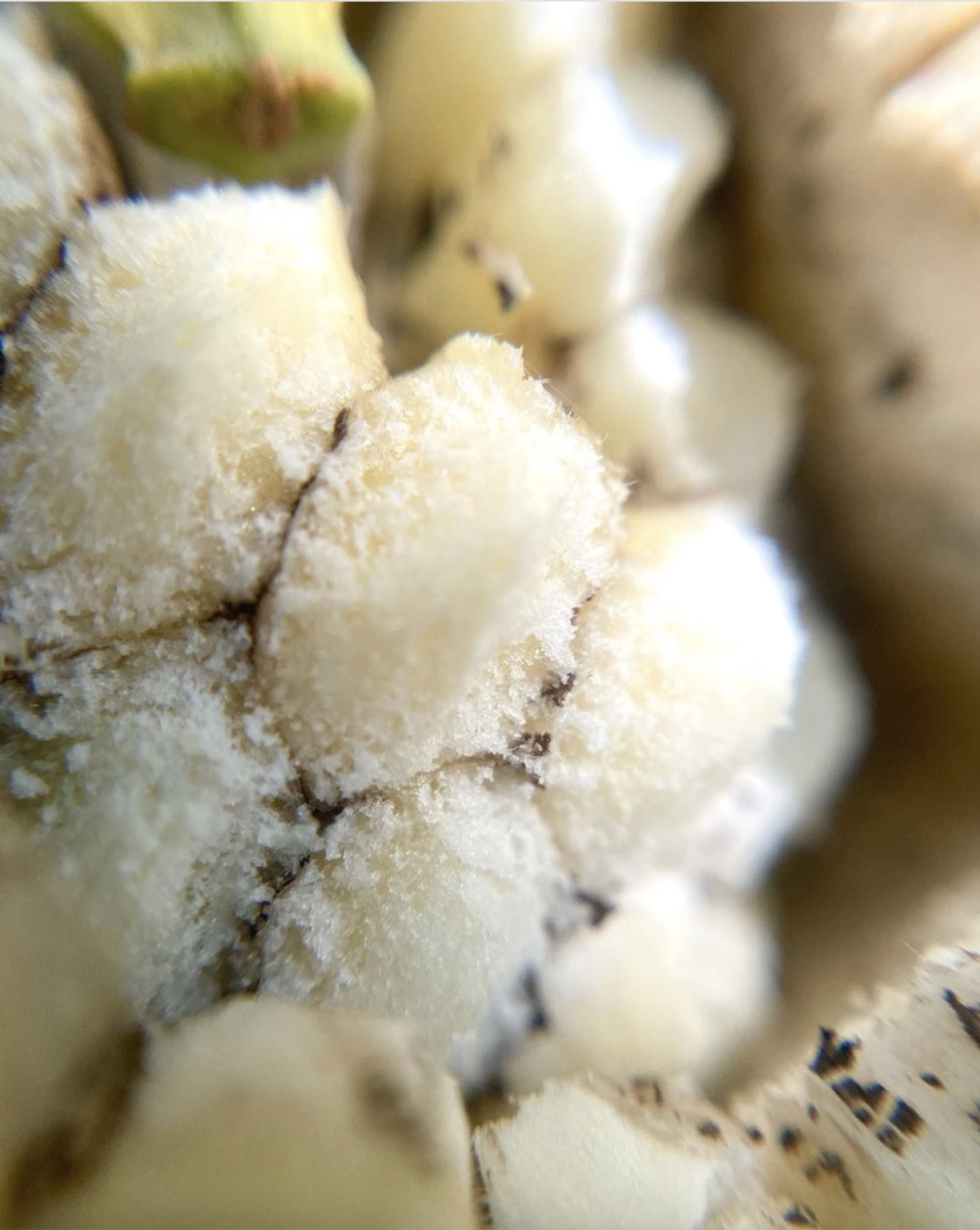 Loại quả nh&igrave;n như tổ ong, phải chờ 7 năm mới được ăn: Nh&agrave; gi&agrave;u trồng l&agrave;m cảnh, TikToker d&ugrave;ng để... mukbang- Ảnh 3.