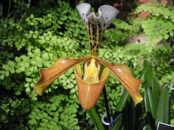 &ldquo;B&aacute;u vật&rdquo; qu&yacute; hiếm tại Việt Nam: Thế giới chỉ 2 nước c&oacute;, đứng trước bờ vực tuyệt chủng- Ảnh 3.