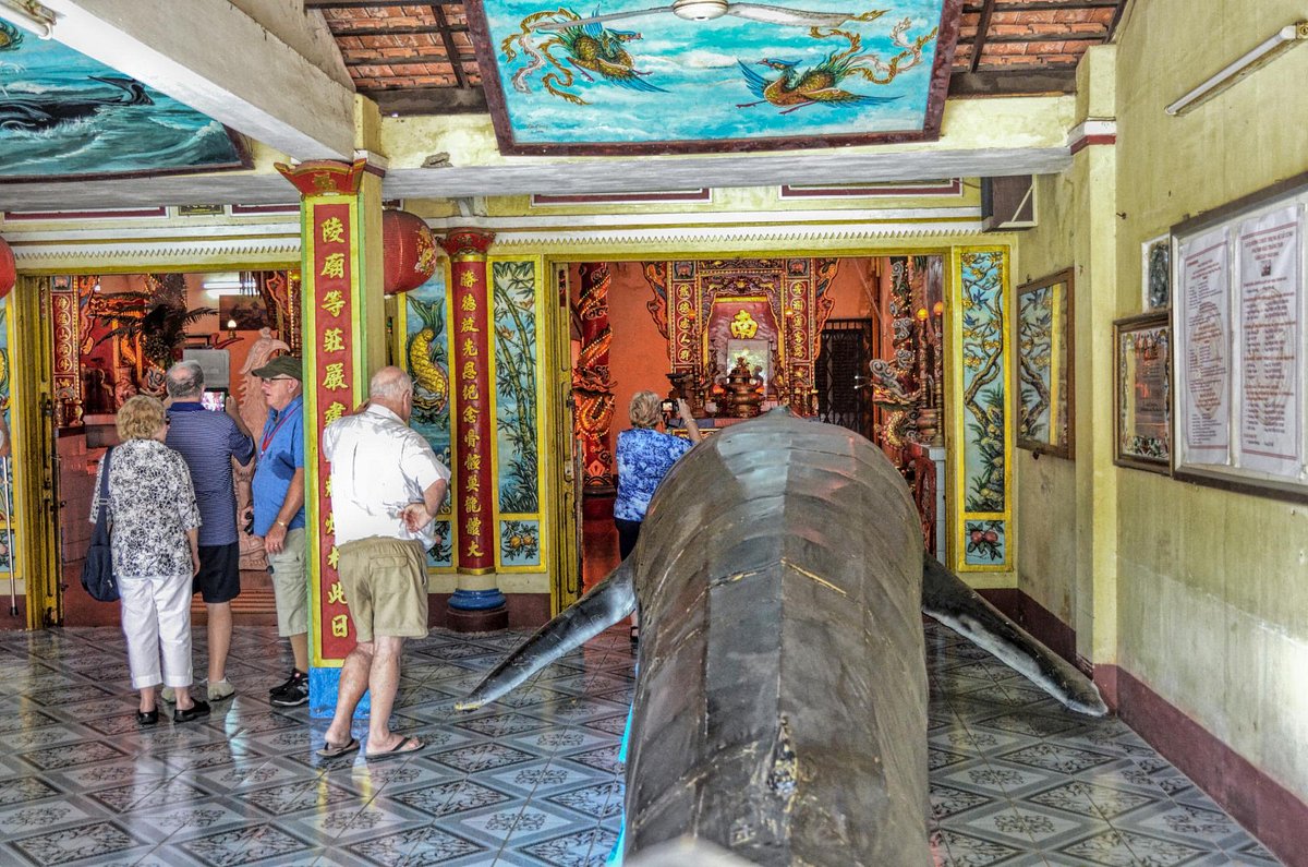 Cá ông dạt vào bờ biển là điềm tốt hay xấu? Ngư dân 40 năm đưa ra giải thích- Ảnh 10. Cá ông dạt vào bờ biển là điềm tốt hay xấu? Ngư dân 40 năm đưa ra giải thích- Ảnh 10.