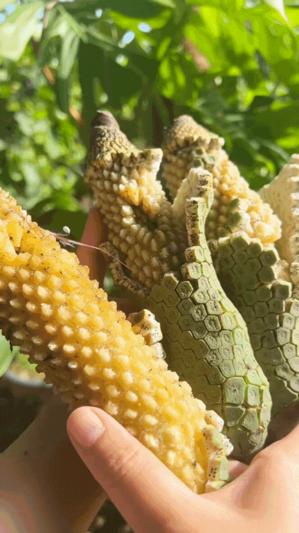 Loại quả nh&igrave;n như tổ ong, phải chờ 7 năm mới được ăn: Nh&agrave; gi&agrave;u trồng l&agrave;m cảnh, TikToker d&ugrave;ng để... mukbang- Ảnh 5.